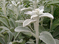 Stachys%20lanata%20Silver%20Carpet.jpg