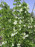 Staphylea%20colchica%2001%202m.jpg