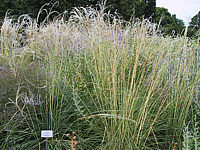 Stipa%20barbata.JPG