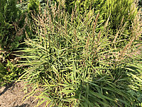 Stipa%20gigantea%20%20001.JPG