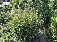 Stipa%20gigantea%20%20002.JPG