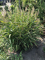 Stipa%20gigantea%20%20003.JPG
