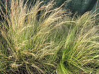 Stipa%20tenuissima%20(Nasella)-1.JPG