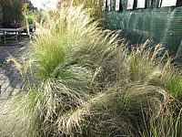 Stipa%20tenuissima%20(Nasella)-2.JPG