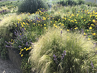 Stipa%20tenuissima%20001.JPG