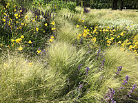Stipa%20tenuissima%20002.JPG