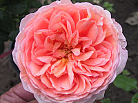 Strauchrose%20Abraham%20Darby.JPG