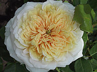 Strauchrose%20English%20Garden.JPG
