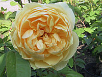 Strauchrose%20Graham%20Thomas%2002%20unscharf.jpg