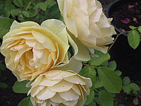 Strauchrose%20Graham%20Thomas.JPG