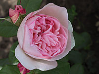 Strauchrose%20Heritage.JPG