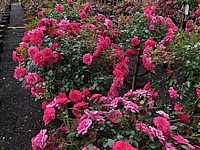 Strauchrose%20Knirps%20-%20Zwergstrauchrose%20Knirps%2001.JPG