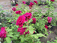 Strauchrose%20L.D.%20Braithwaite%2001.JPG