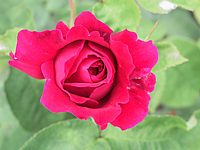 Strauchrose%20L.D.%20Braithwaite%2002.JPG