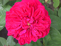 Strauchrose%20L.D.%20Braithwaite%2003.JPG