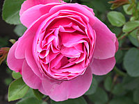 Strauchrose%20Leonardo%20Da%20Vinci%2002.JPG
