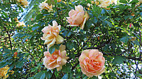 Strauchrose%20Maigold%2001.JPG