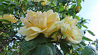 Strauchrose%20Maigold%2002.JPG