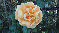 Strauchrose%20Maigold%2003.JPG