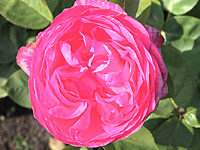 Strauchrose%20Mary%20Rose.jpg
