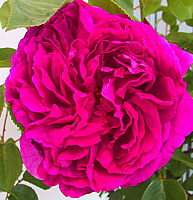 Strauchrose%20Othello.jpg