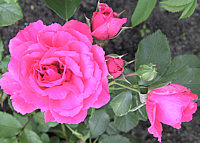 Strauchrose%20Rose%20de%20Resht.jpg