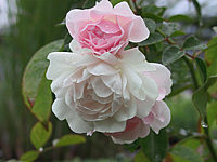 Strauchrose%20Sea%20Foam%2001.jpg