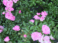 Strauchrose%20The%20Fairy%20-%20unscharf.jpg