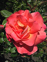 Strauchrose%20Westerland.jpg