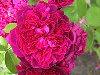 Strauchrose%20William%20Shakespeare%202000.JPG