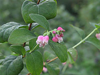 Symphoricarpos%20albus%20var.%20laevigatus%20-%20Bluete%20unscharf.jpg