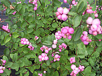 Symphoricarpos%20doorenbosii%20Amethyst%2001%20Beeren.JPG