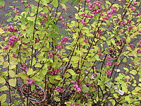 Symphoricarpos%20doorenbosii%20Amethyst%2002%20Beeren%20Herbst.JPG