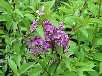 Syringa%20chinensis%20Saugeana%2001.JPG