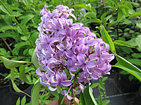 Syringa%20chinensis%20Saugeana%2002.JPG