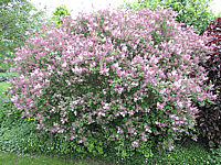 Syringa%20meyeri%20Palibin%2000.JPG