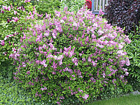 Syringa%20meyeri%20Palibin%2001.JPG