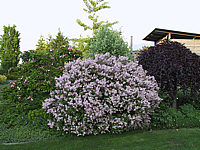Syringa%20meyeri%20Palibin%2002.JPG
