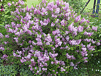 Syringa%20meyeri%20Palibin%2005.jpg