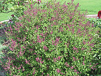 Syringa%20meyeri%20Palibin%2008.jpg