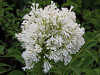 Syringa%20prestoniae%20Agnes%20Smith%20001.JPG