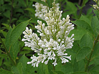 Syringa%20prestoniae%20Agnes%20Smith%20002.JPG