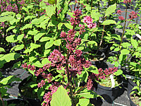 Syringa%20prestoniae%20Miss%20Canada%2001.JPG