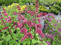 Syringa%20prestoniae%20Miss%20Canada%2001a.JPG