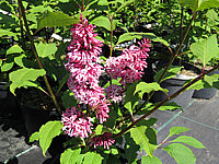 Syringa%20prestoniae%20Miss%20Canada%2002.JPG