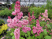 Syringa%20prestoniae%20Miss%20Canada%2002a.JPG