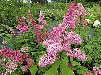 Syringa%20prestoniae%20Miss%20Canada%2002b.JPG