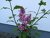 Syringa%20prestoniae%20Miss%20Canada%2003.JPG