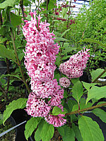Syringa%20prestoniae%20Miss%20Canada%2007.JPG