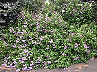 Syringa%20vulgaris%20001.JPG